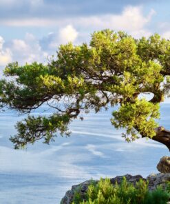 Old juniper tree growing on rock, blue sea and sky