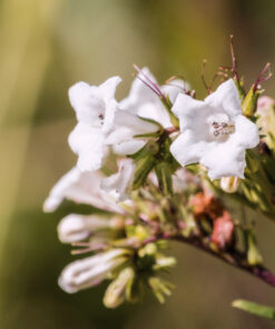 Santa Yerba