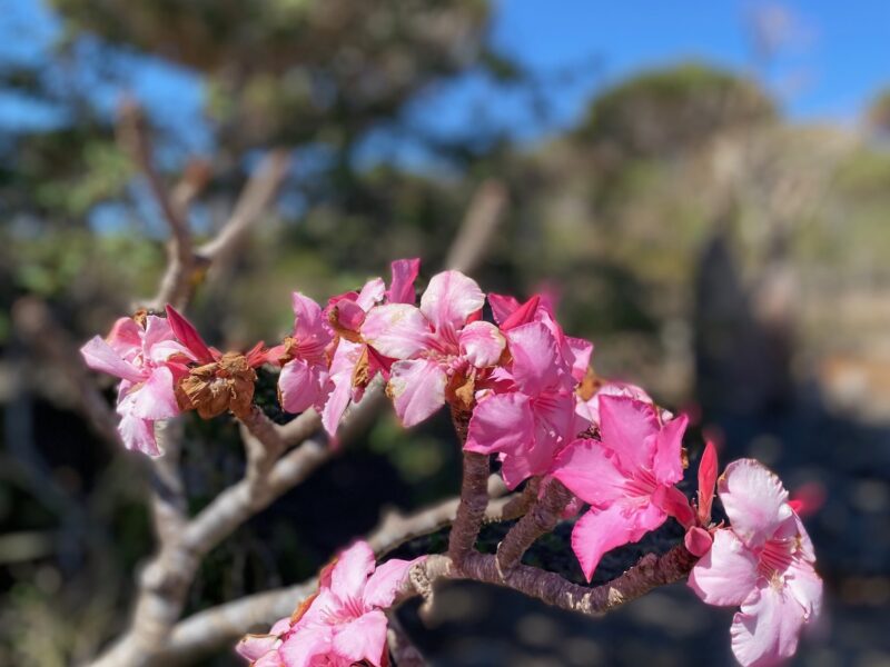 Wüstenrose auf Sokotra.